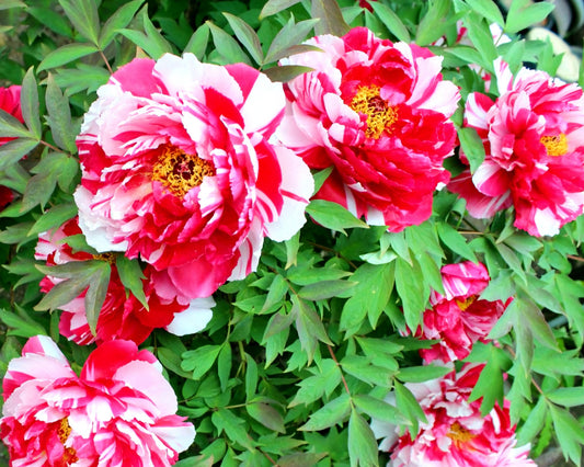 Paeonia' Fire Flame Tree Peony