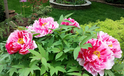 Paeonia' Fire Flame Tree Peony