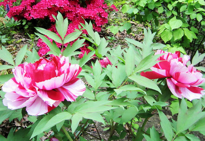 Paeonia' Fire Flame Tree Peony