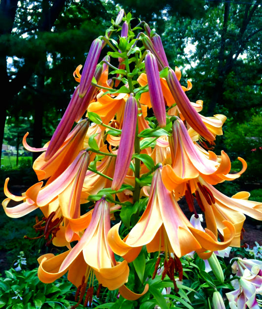 Lilium' African Queen Trumpet Lily