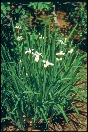 Iris' Snow Queen Siberian