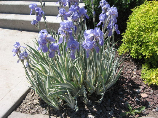 Iris' Variegated Sweet