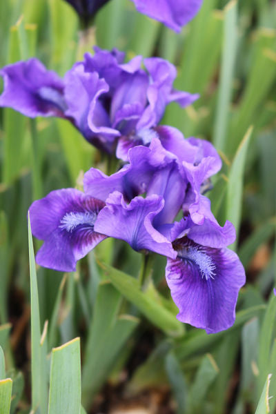 Iris' Dwarf Blue Bearded