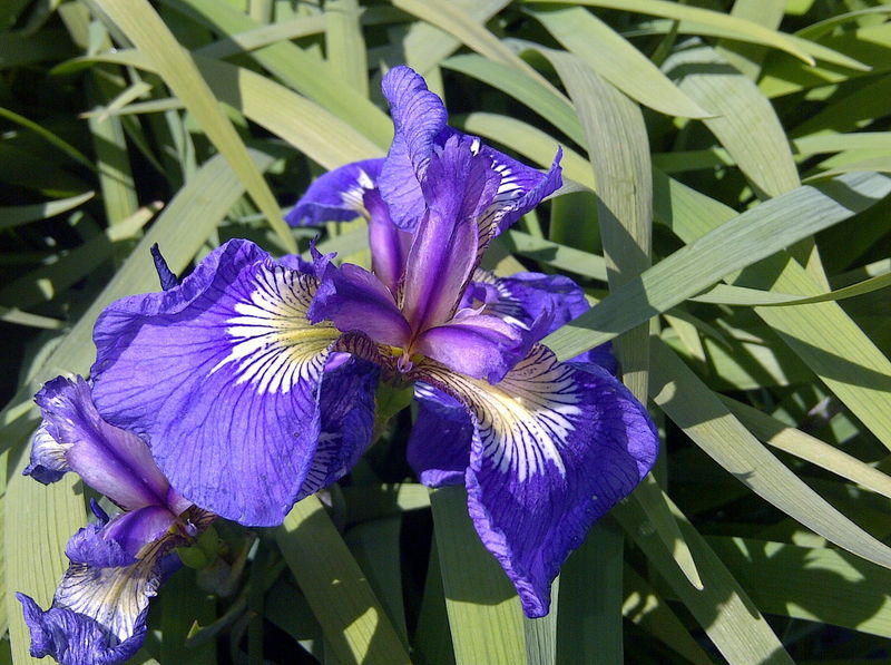 Iris' Arctic