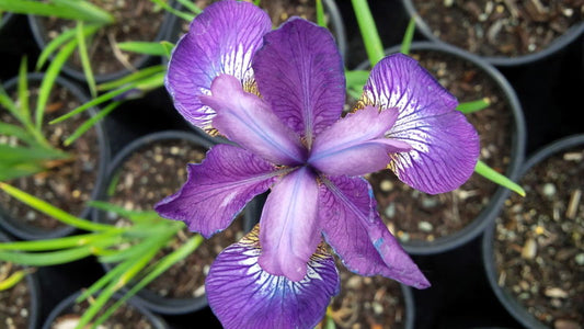 Iris' Kaboom Siberian