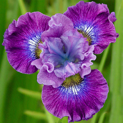 Iris' Strawberry Fair Siberian