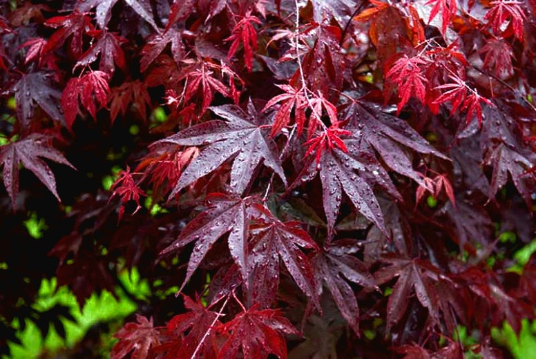 Acer' Red Leaf Japanese Maple Tree