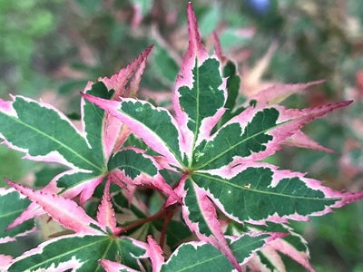 Acer' Okukuji Nishiki Japanese Maple Tree