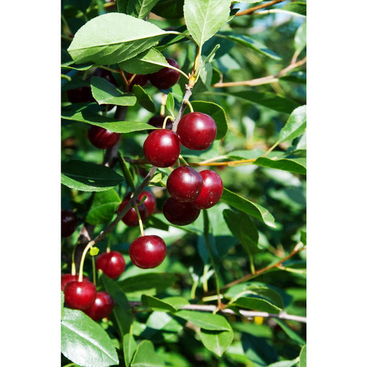 Prunus' Juliet Cherry Tree