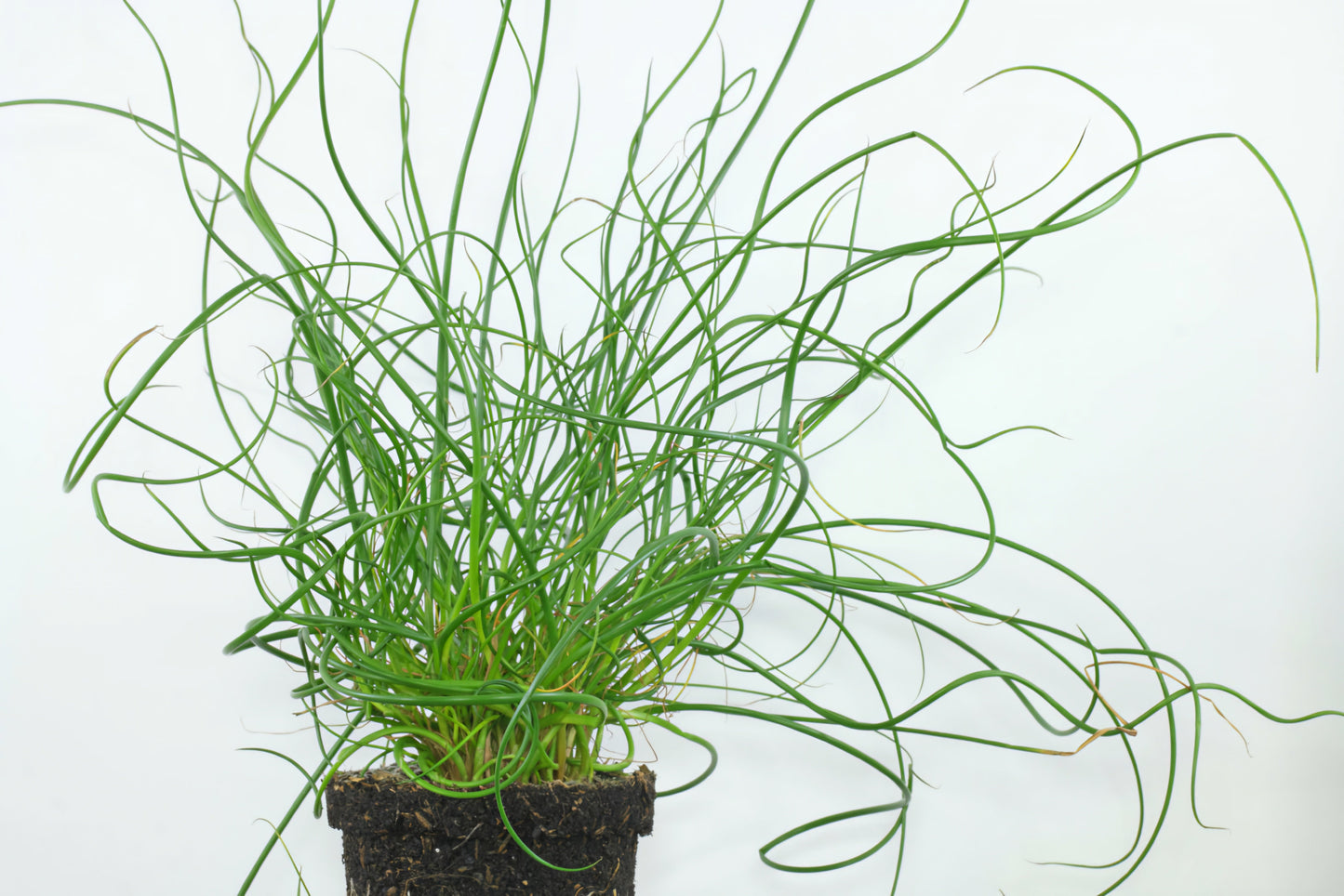 Juncus' Twisted Arrows Grass