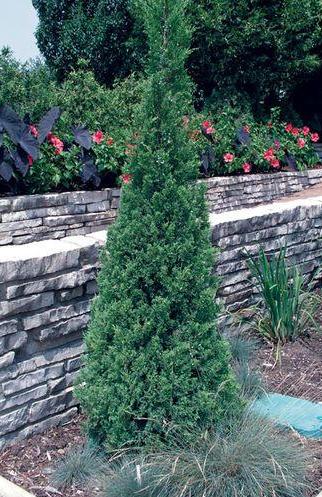 Juniperus' Blue Point Juniper