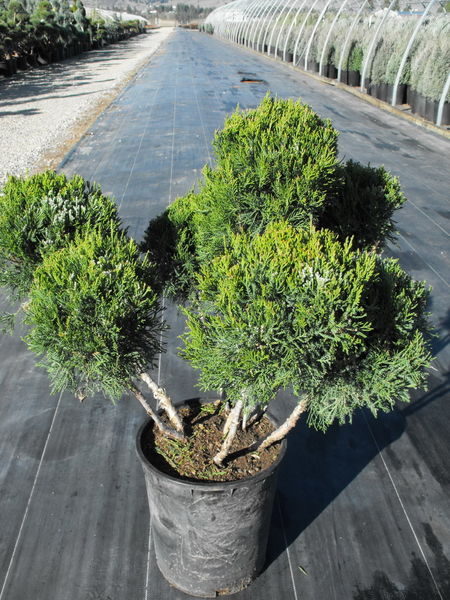 Juniperus' Mint Julep® Juniper