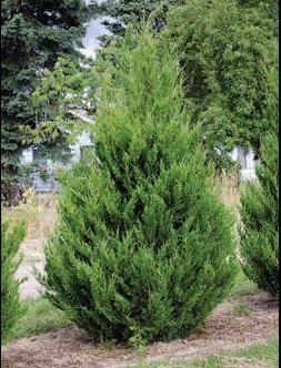 Juniperus' Spartan Juniper