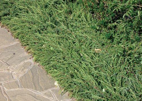 Juniperus' Alpine Carpet Juniper