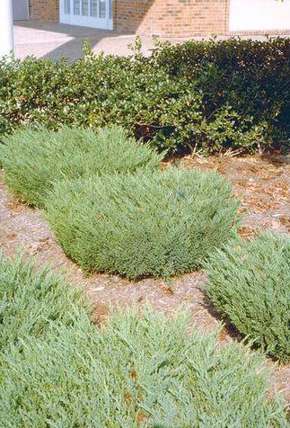 Juniperus' Andorra Compact Juniper