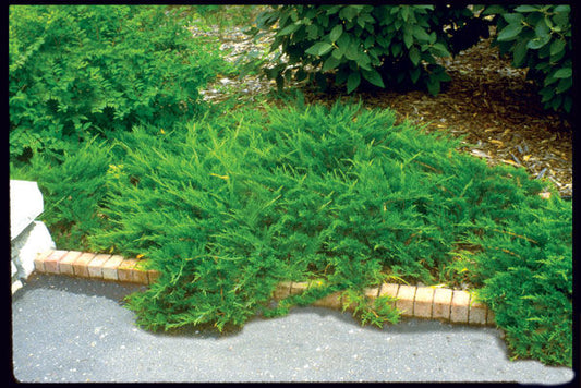 Juniperus' Buffalo Juniper