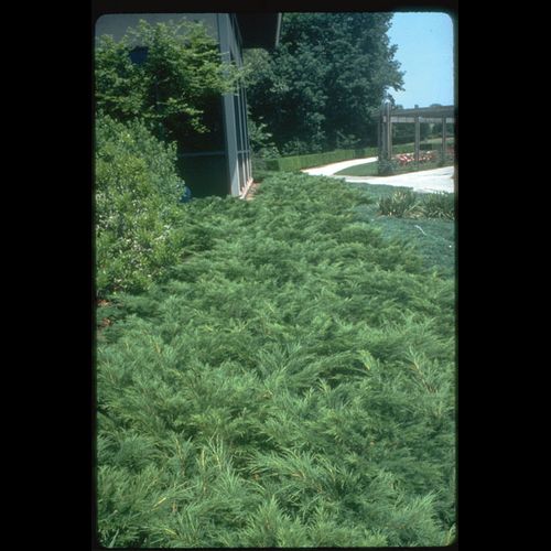 Juniperus' Tamariz Juniper