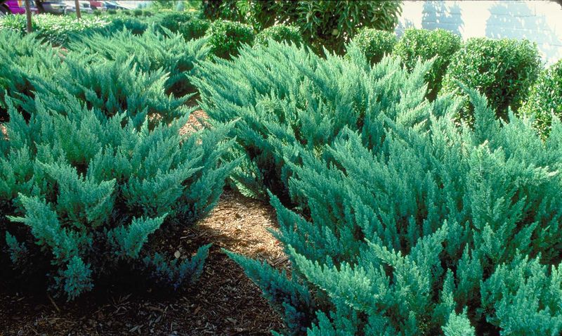 Juniperus' New Blue Tamarix Juniper