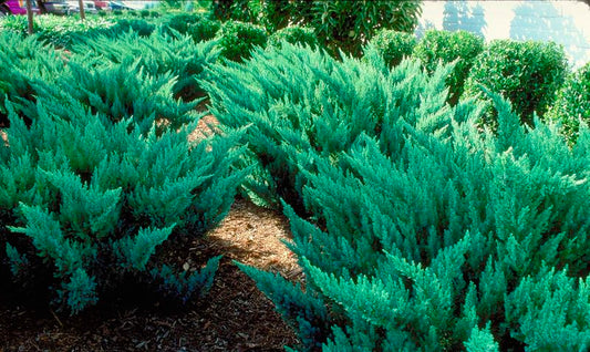 Juniperus' New Blue Tamarix Juniper