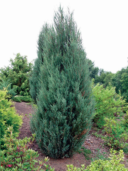 Juniperus' Blue Arrow Juniper