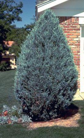 Juniperus' Moonglow Juniper