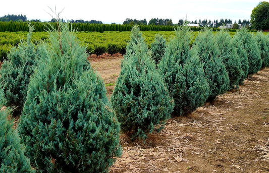 Juniperus' Wichita Blue Juniper