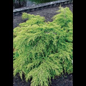 Juniperus' Sea of Gold Juniper