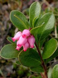 Arctostaphylos' Kinnikinnick Bearberry