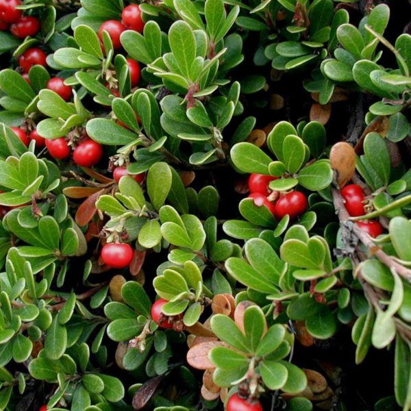 Arctostaphylos' Kinnikinnick Bearberry