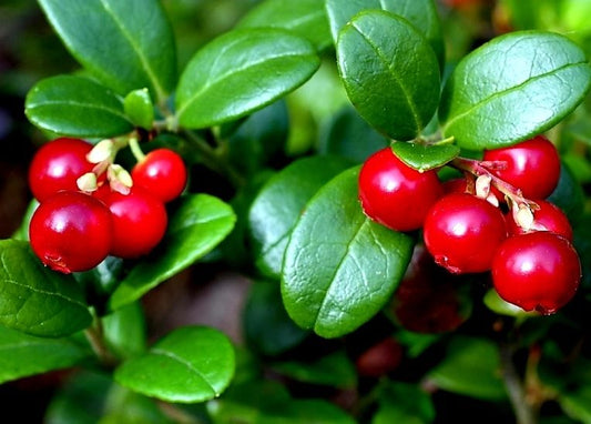 Vaccinium'  Koralle Lingonberry