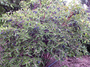 Lonicera' Combo Honeyberry (Haskup)