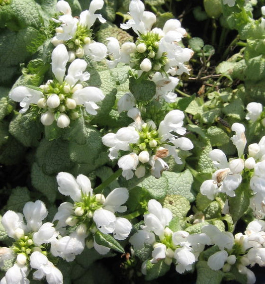 Lamium' White Nancy