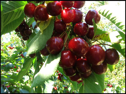 Prunus' Lapin Cherry Tree