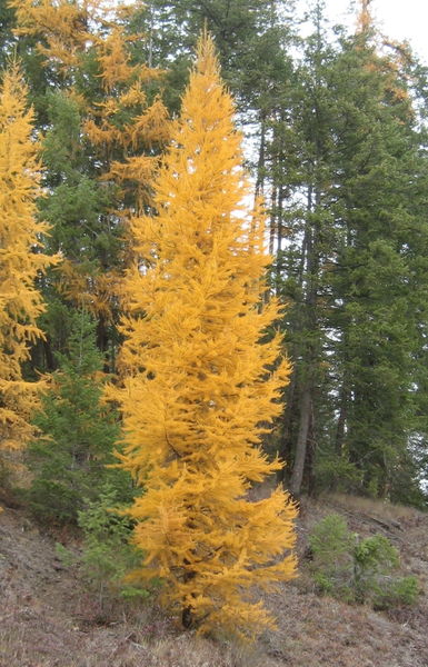 Larix' Native Larch Tree