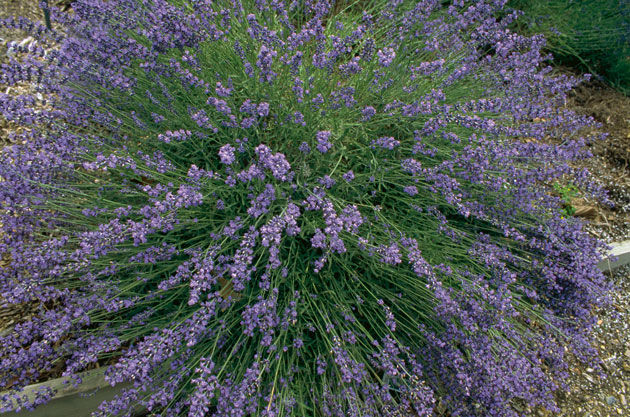 Lavandula' Munstead Lavender