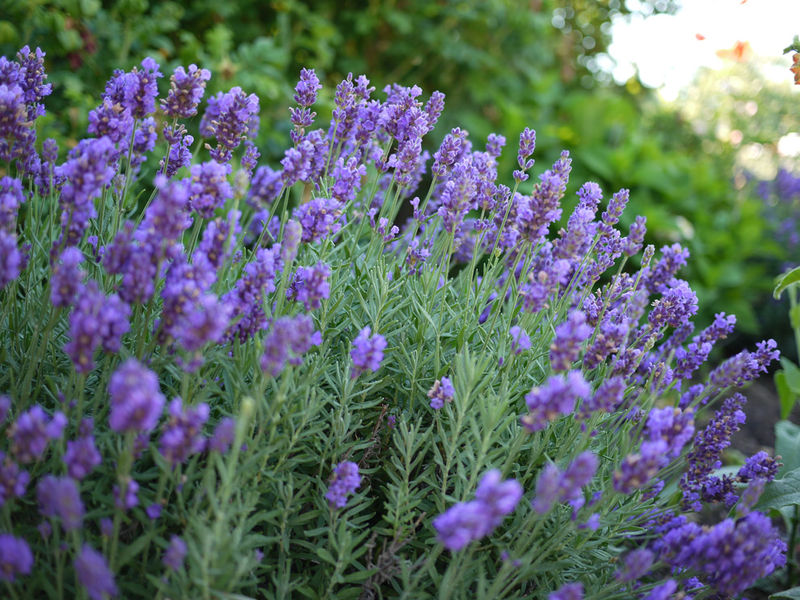 Lavandula' Phenomenal™ Lavender