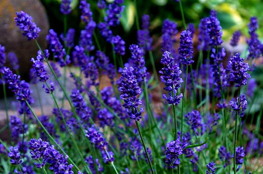 Lavandula' Big Time Blue Lavender