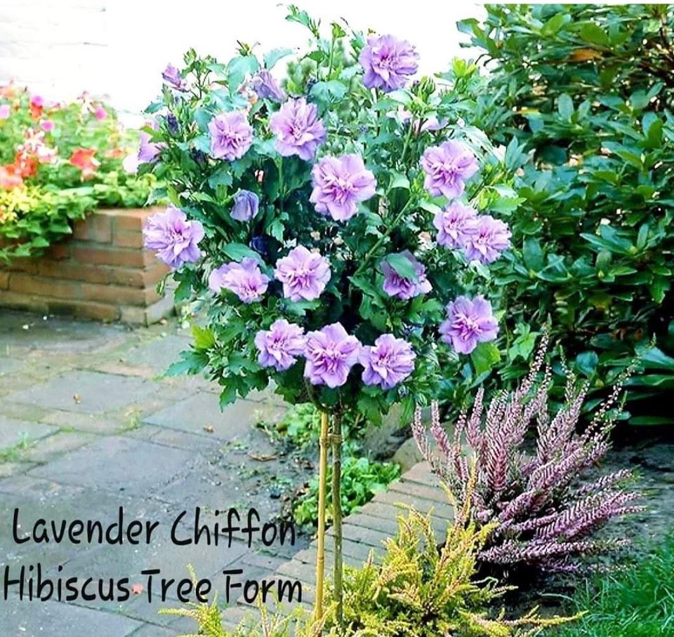 Hibiscus' Lavender Chiffon® Hibiscus Tree