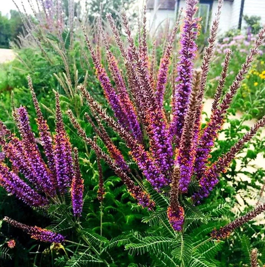 Amorpha' Lead Plant (Specialty Plant)