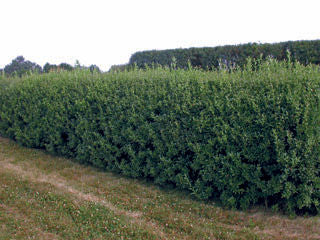 Ligustrum' Cheyenne Privet