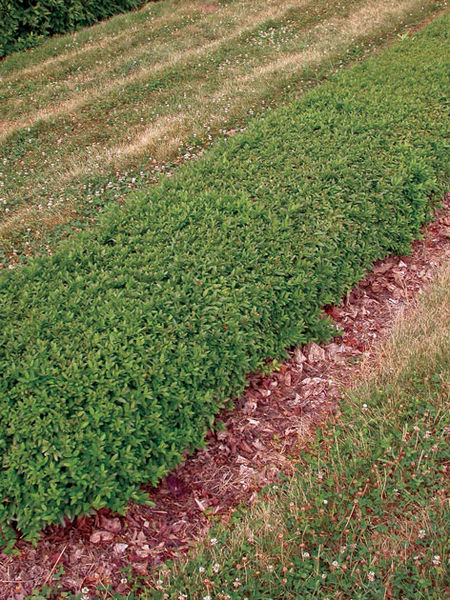 Ligustrum'Lodense Privet