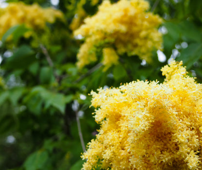 Syringa' Beijing Gold® Yellow Tree Lilac