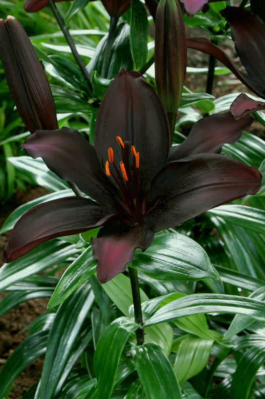 Lillium' Blacklist Asiatic Lily