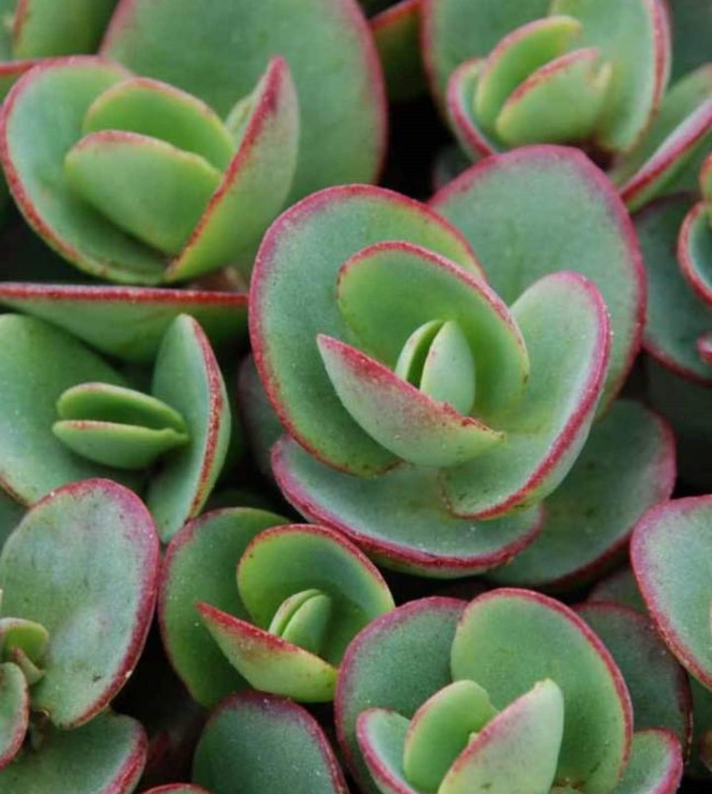 Sedum' Lime Zinger