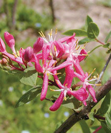 Lonicera' Sakhalin Honeysuckle