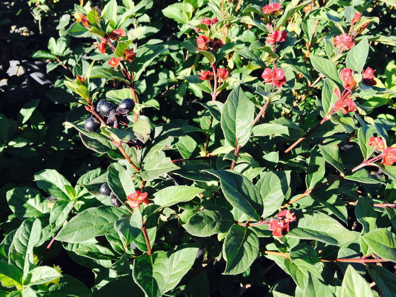 Lonicera' Twin Bract Honeysuckle