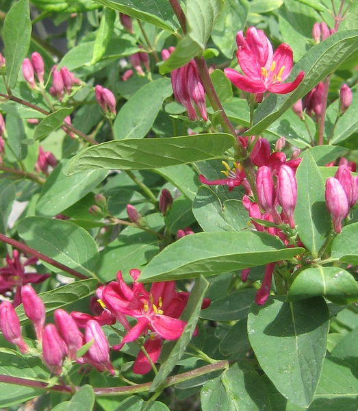 Lonicera' Arnold Red Honeysuckle