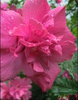 Hibiscus' Lucy Hibiscus