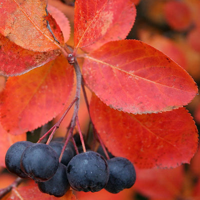 Aronia' Autumn Magic Black Chokeberry