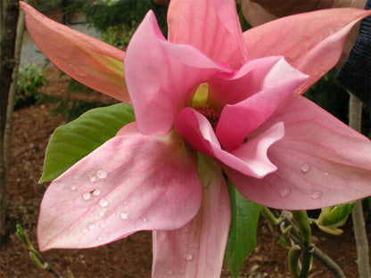 Magnolia' Daybreak (Columnar)